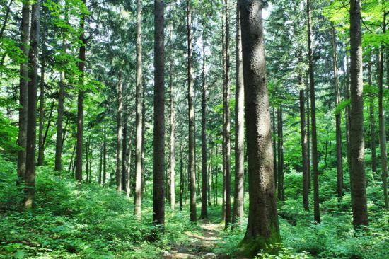 이달의 추천 국유림 명품숲으로 선정된 전북 무주군의 독일가문비숲 모습. [사진제공=산림청]