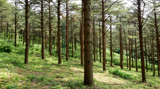 삼봉산 금강소나무숲 모습. [사진제공=산림청]