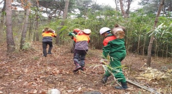 공공 산림분야 근로자들이 산림바이오매스 수집을 하고 있다. [사진제공=충남도청]